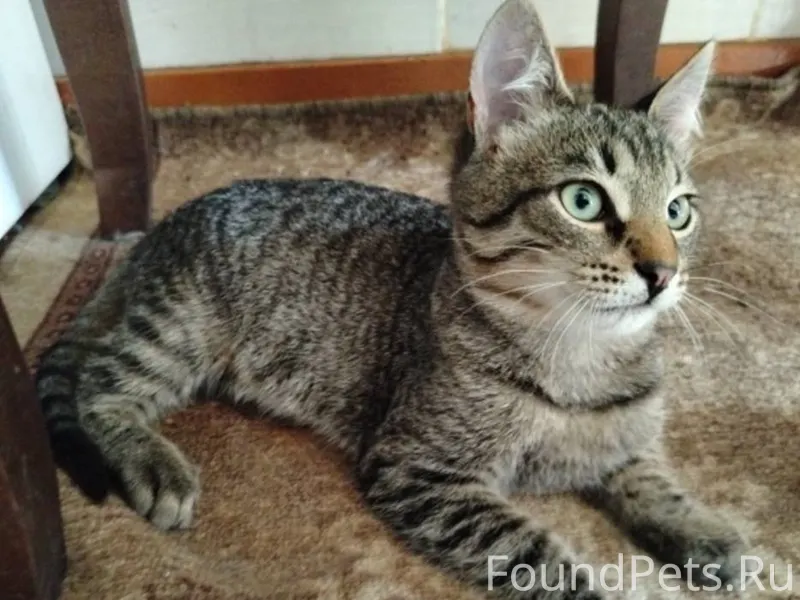 ‼️Пропал кот 🆘с 6 ноября ищем....