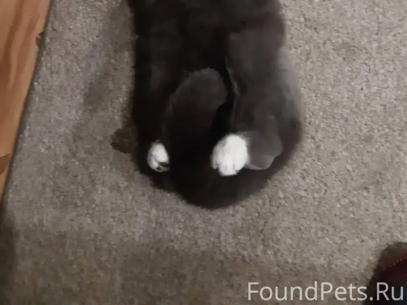 Пропал кот в районе Калинина (...