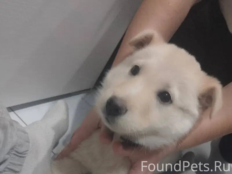 Выложите пожалуйста,чья собака...