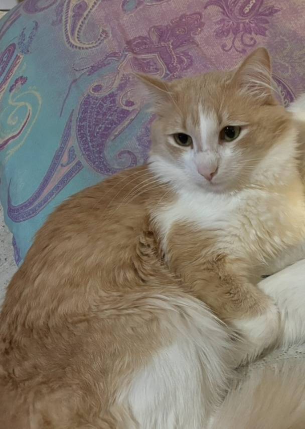 Пропал кот!!!!!!! почти двое с...