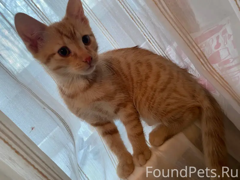 Найден кот в сквере на северно...