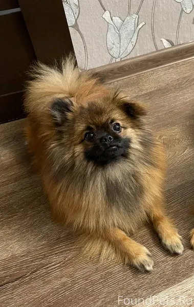 Пропала собака шпиц мальчик по...