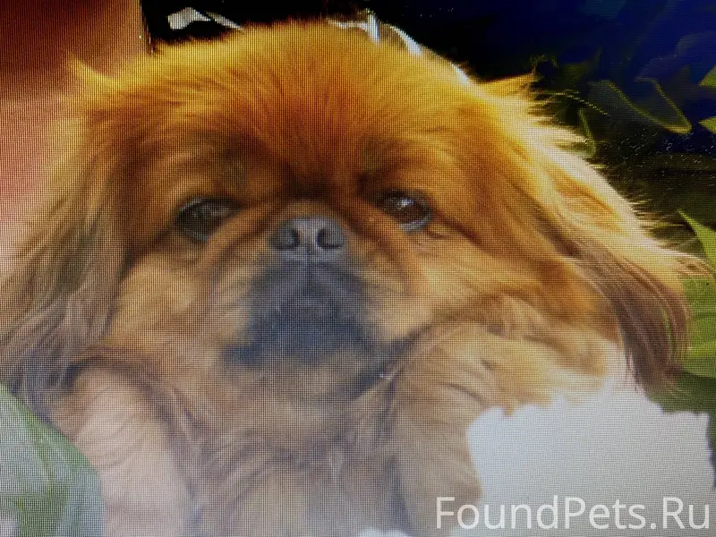 Ракитное Пропала собака!в райо...