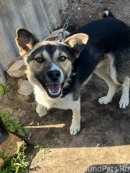 Убежал у мамы пес,если кто...