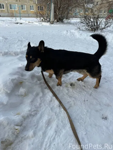 ‼️‼️СРОЧНО‼️‼️ Найдена собака,...