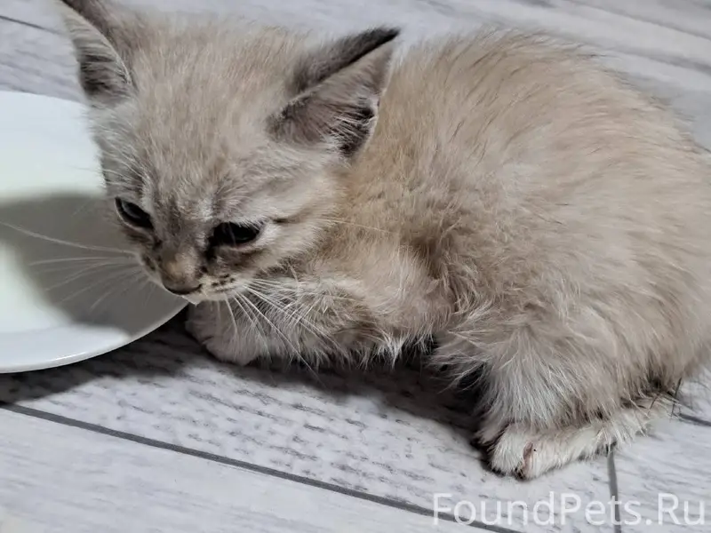 Найден котёнок на вокзальной 6...