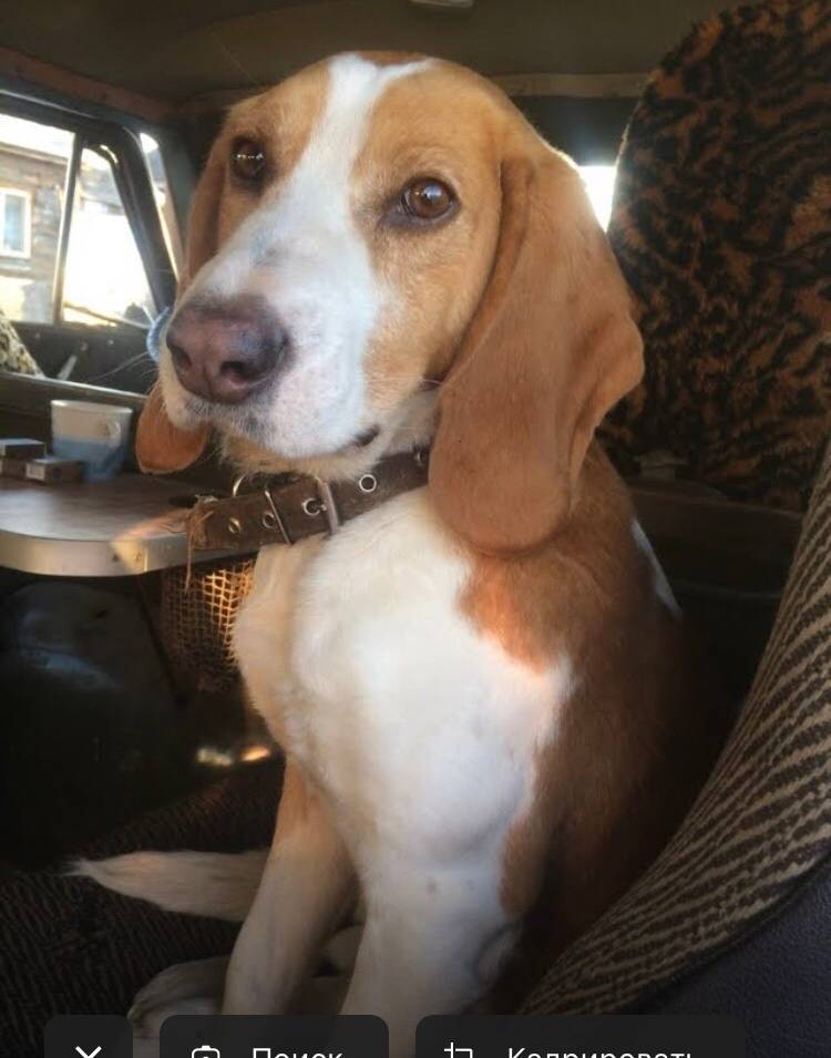 Пропала охотничья собака, с ры...