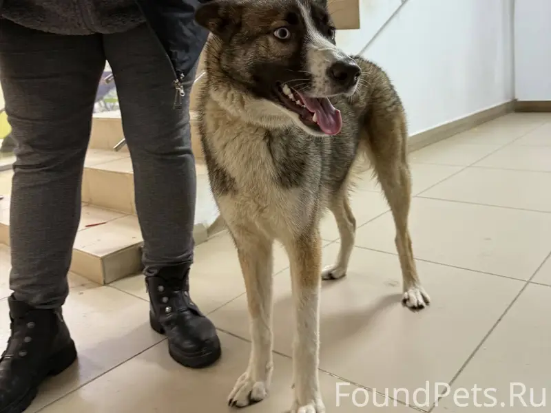 Потерялась собака, зовут Блэк,...