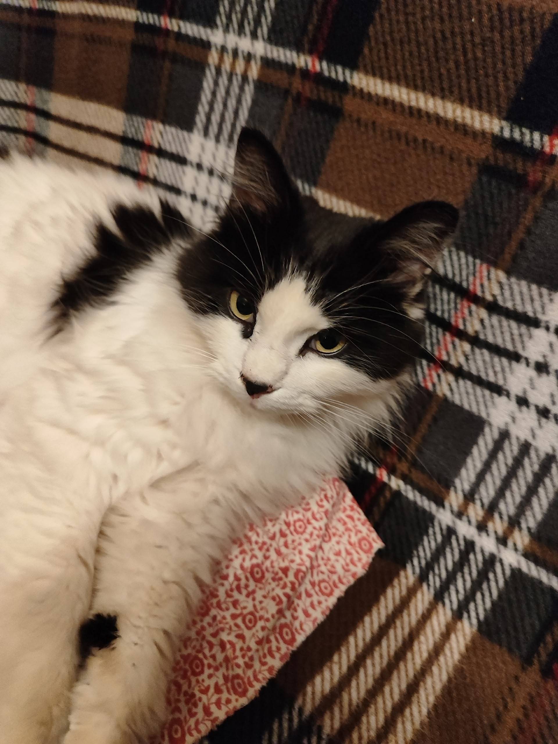 Найдена кошка в районе ул. Пар...