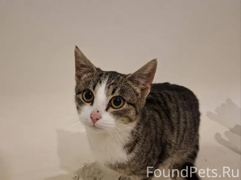 Нашли кошку во дворах между Ур...