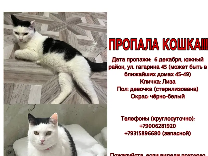 Пропала кошка!