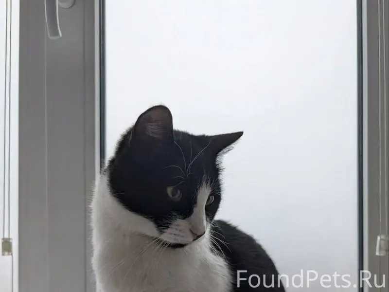 Г. Павловский Посад Найден кот...