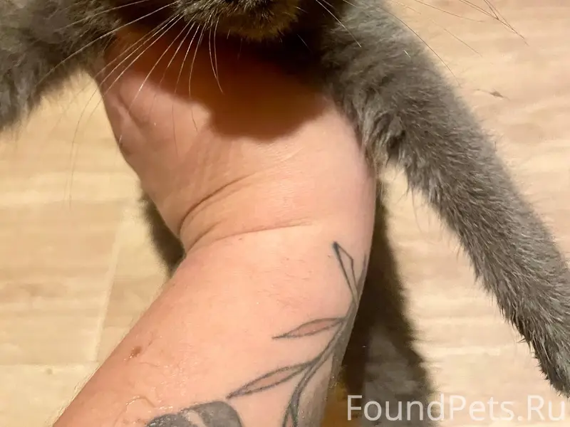 Найден котёнок около 20.00 , К...