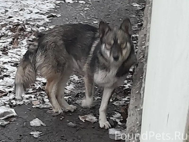 На Новой Соколовке около ресто...