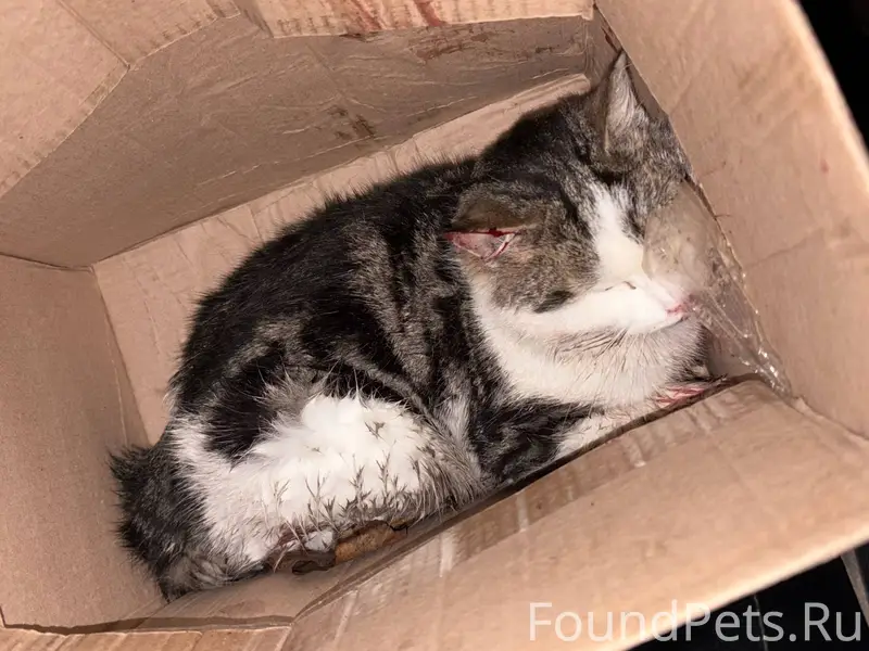 Переславль! СРОЧНО! Найдена сб...