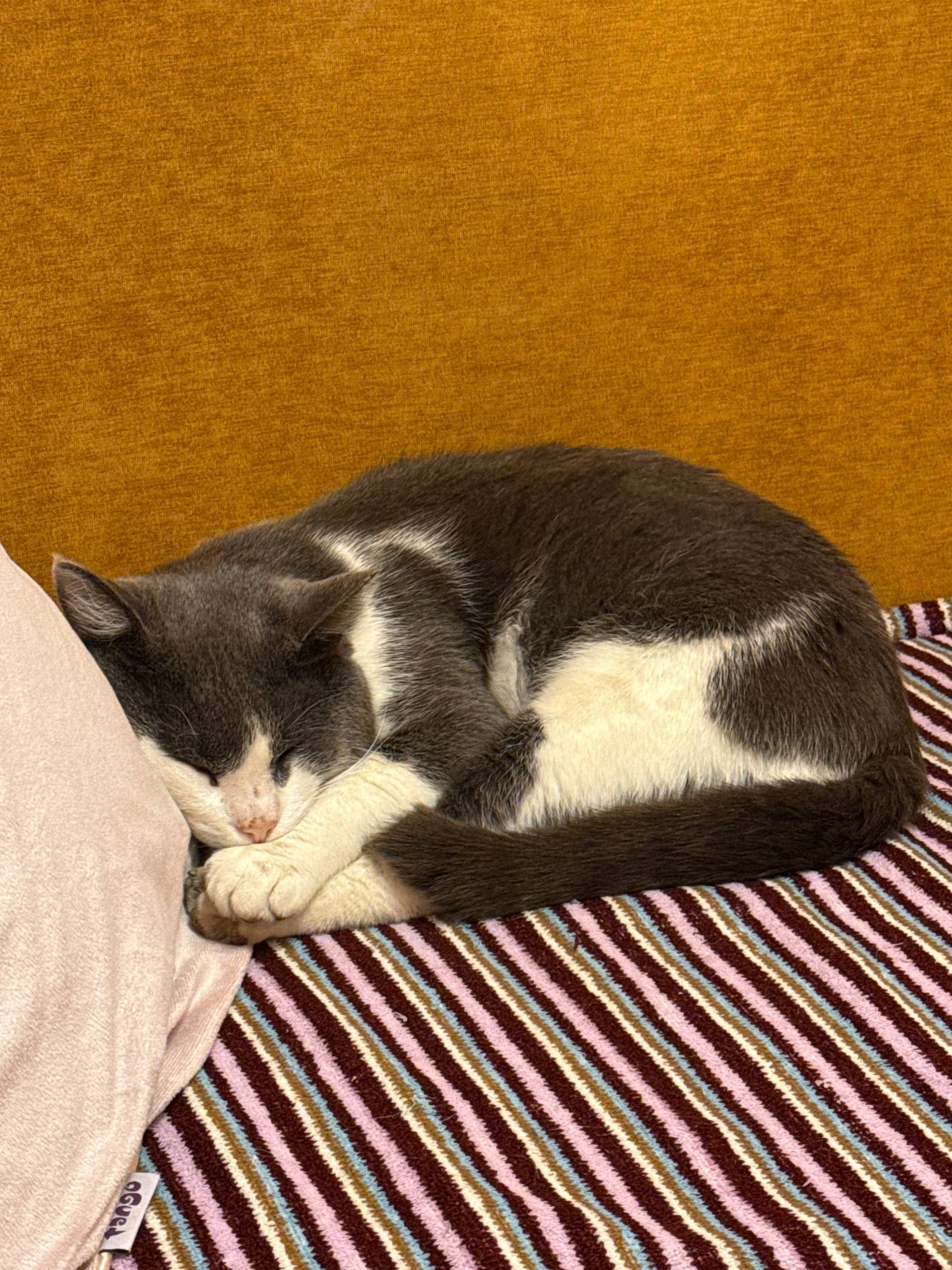 Пропал кот, д. Чернятино Если ...