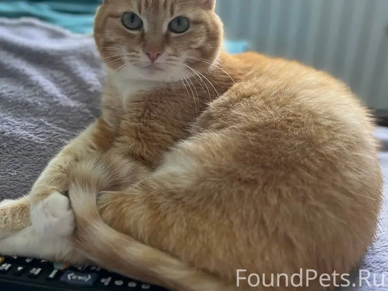 Пропала кошка в конце августа ...