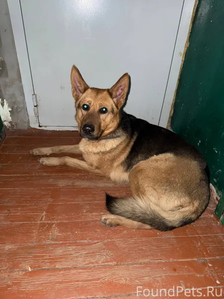 Добрый день, кто потерял собак...