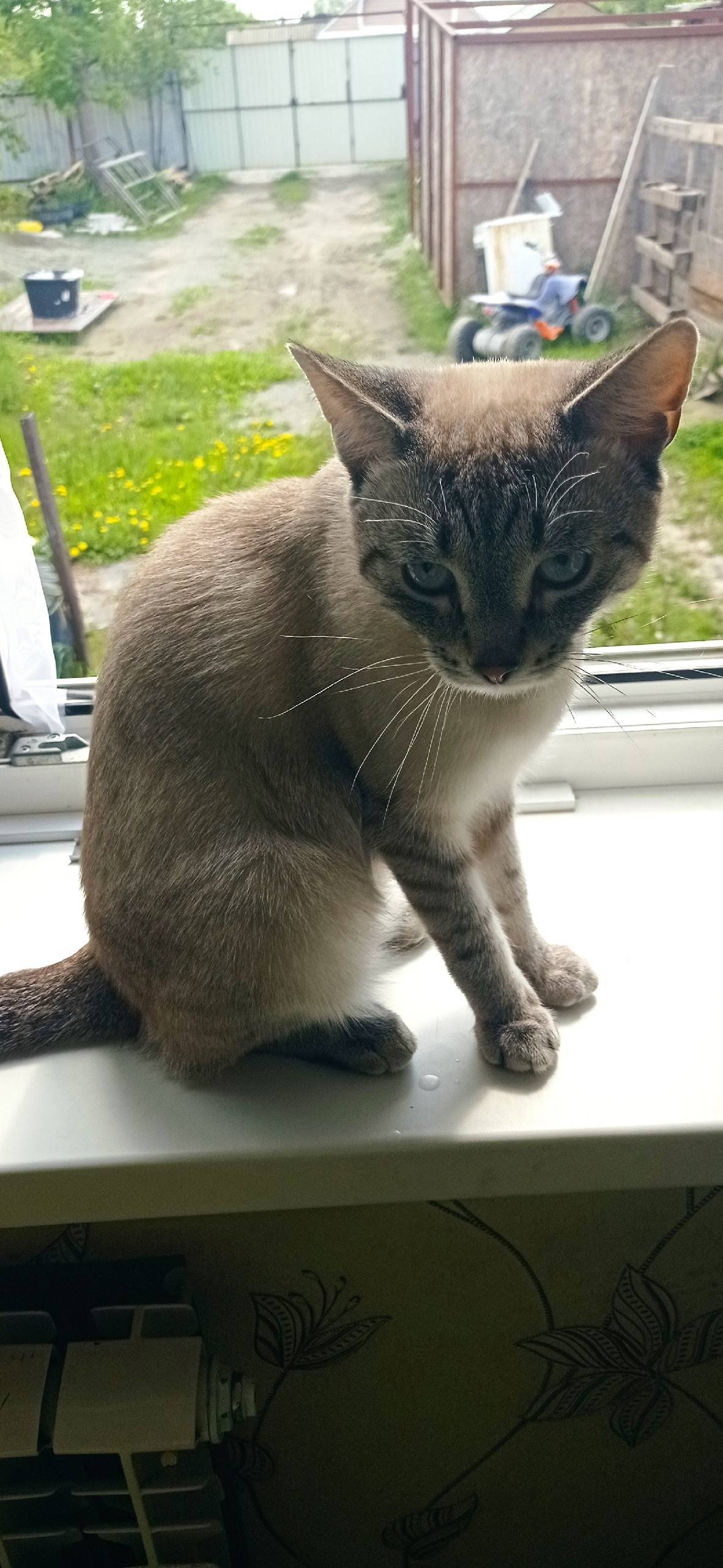 Пропал кот на разрезе Батуринс...