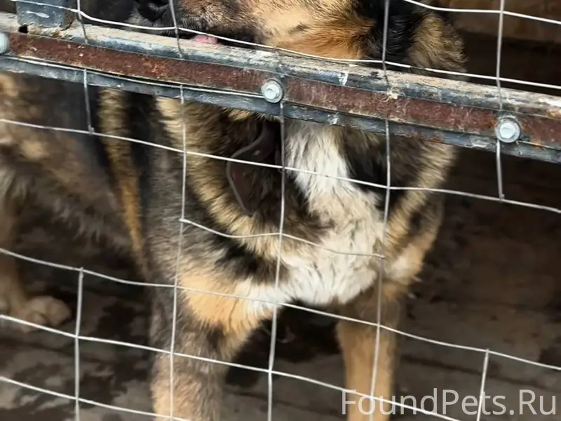 Потеряли собаку, зовут МУХТАР....