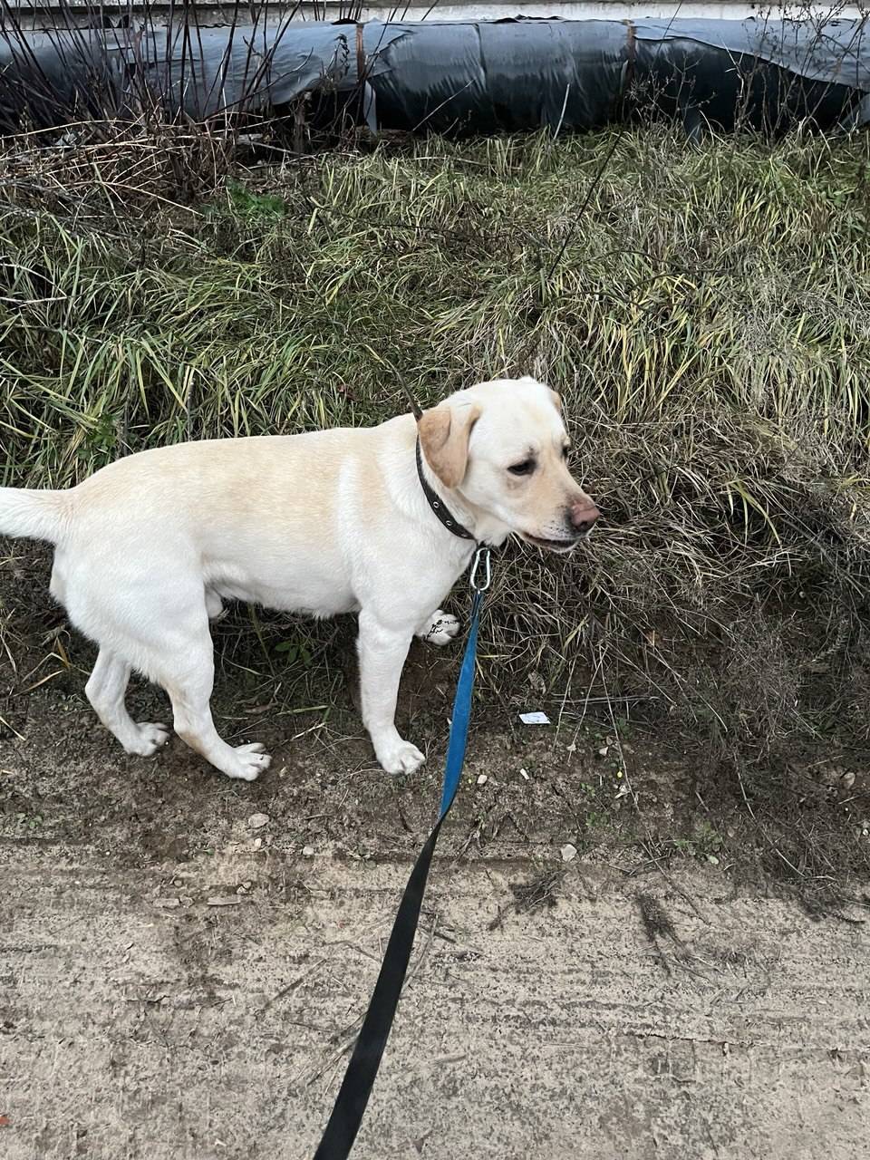 Найден лабрадор в г. Звенигово...