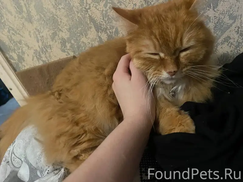 ‼️‼️Пропал кот. Район 85 кварт...