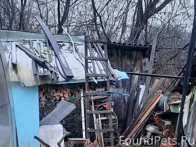 Всем добра. Убежала собака, ко...