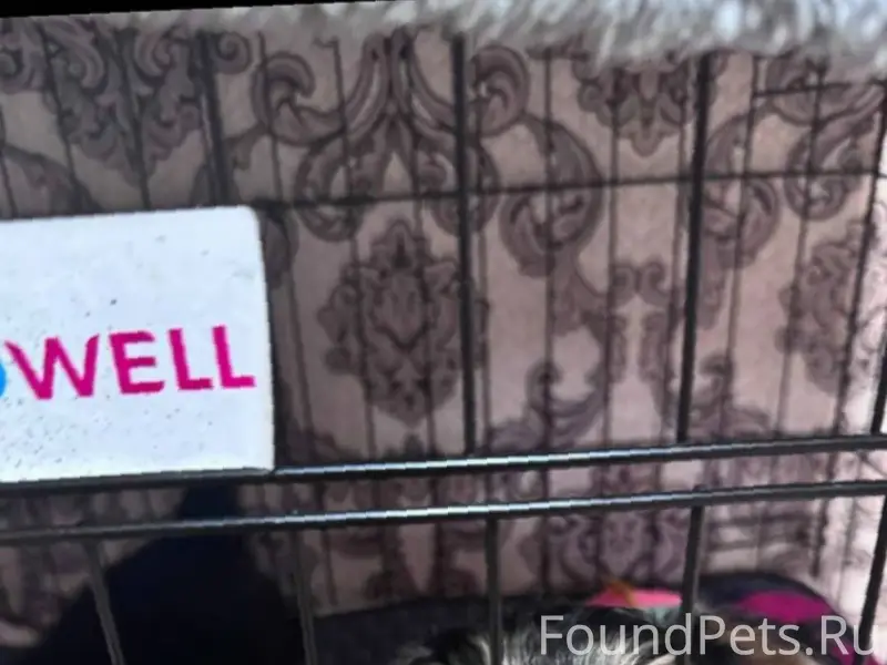 Добрый день Пропала собака! Йо...