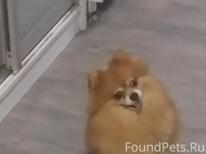 Потерялся шпиц, в районе загор...