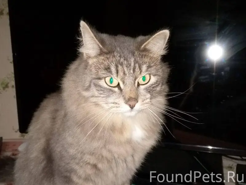 Пропал серый полупушистый каст...