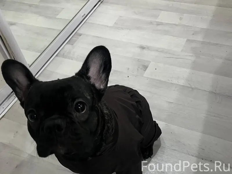 🆘🆘🆘Потерялась собака по кличке...