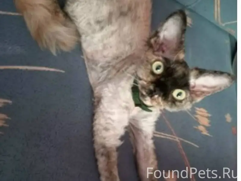 Помогите найти пропала кошка. ...