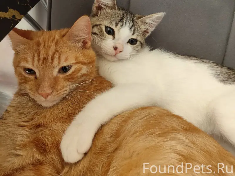 Пропал трёхцветный кот , с чёр...