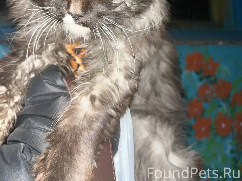 Здравствуйте!! Кто потерял кот...