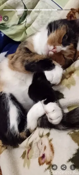 Пропала кошка в районе советск...