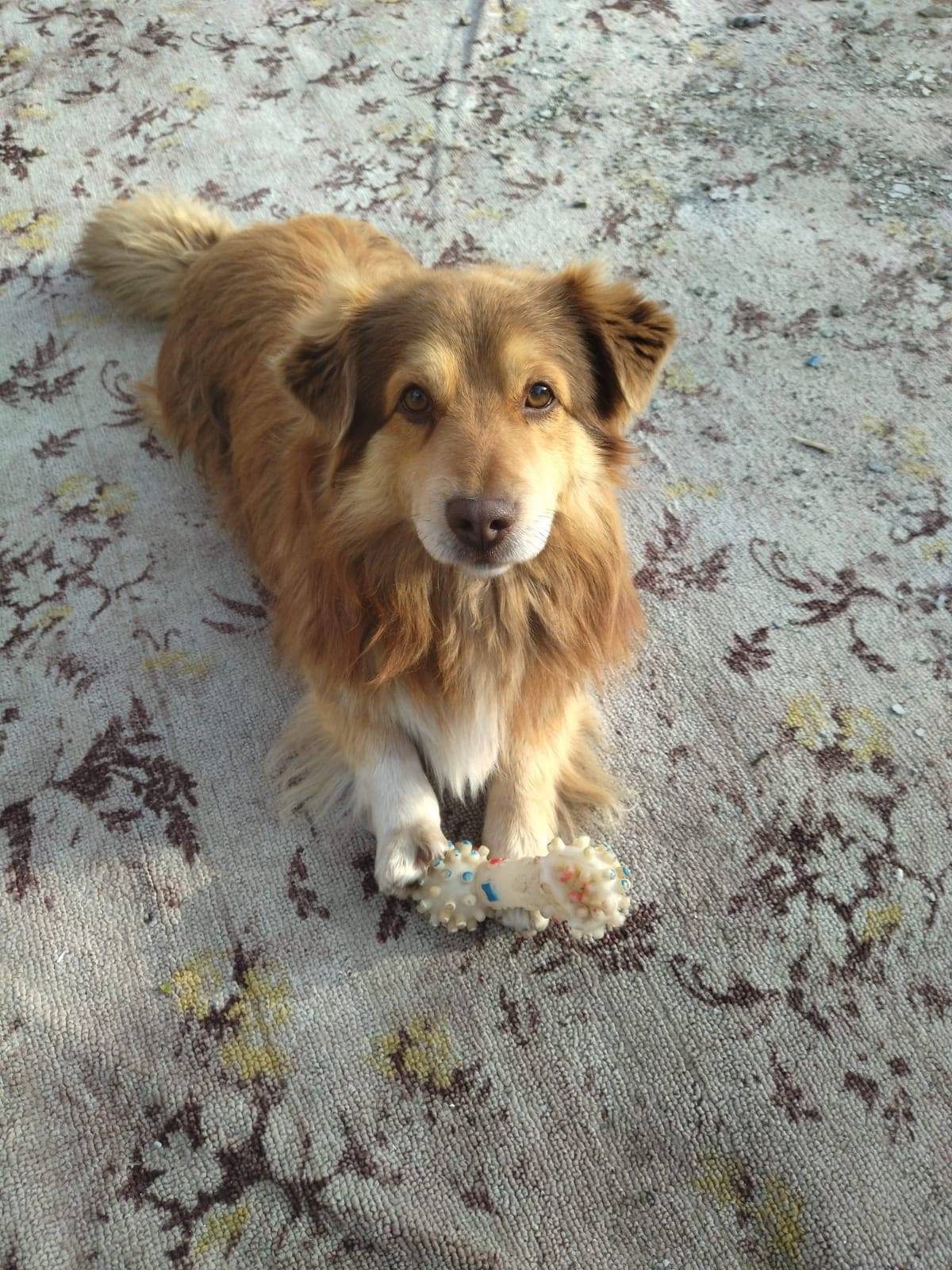 Пропала красивая и умная собак...