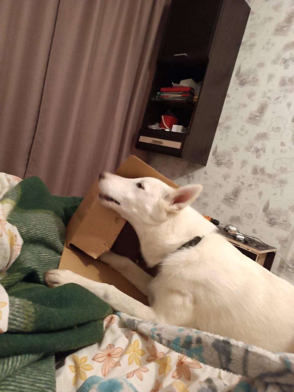 Здравствуйте, в районе деревни...