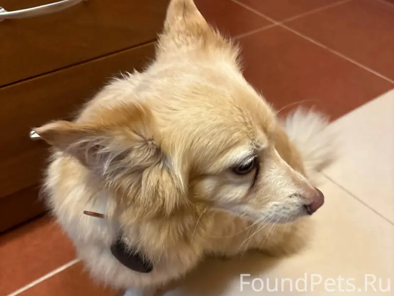 Чья собака? С ошейником, найде...