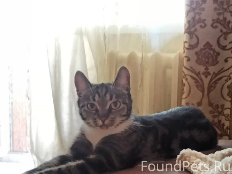 Пропала кошка, в районе Орджон...