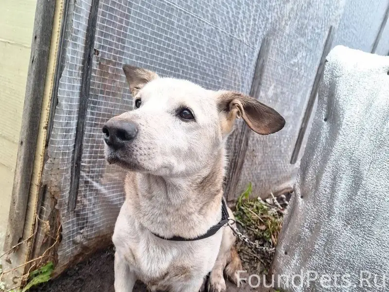 🆘🆘🆘помогите найти. Бадди убежа...