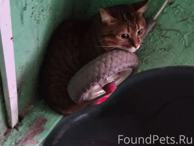 11.12. Найден кот на Ф...