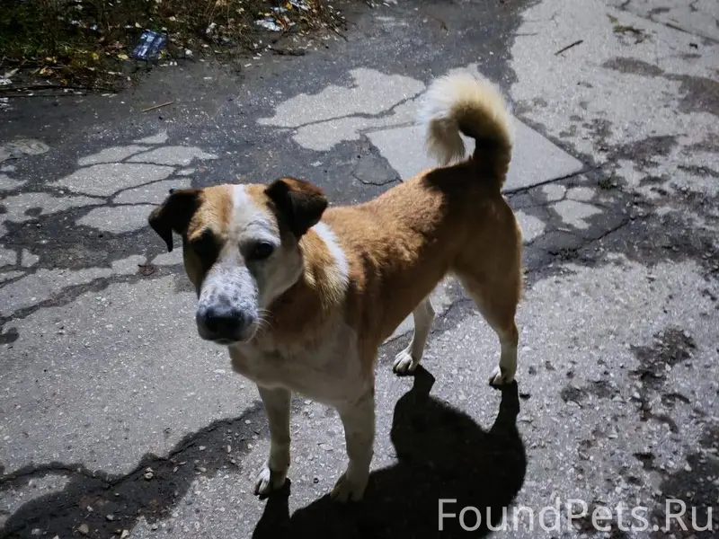 Пропала собака, кобель, р-н Мо...