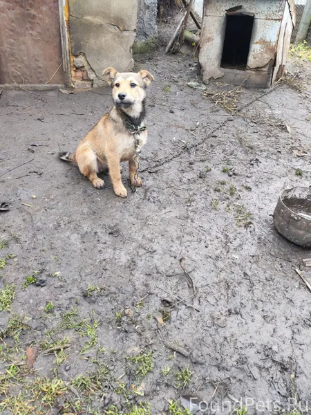 Убежал щенок. Если кто-то виде...