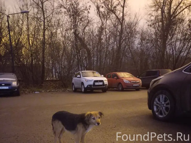 Белгород!Слепая собака выживае...