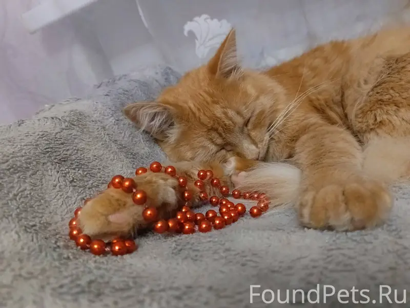 Найден кот, по ул Украинская н...