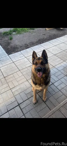 Сбежала собака 10.12.2025 Райо...