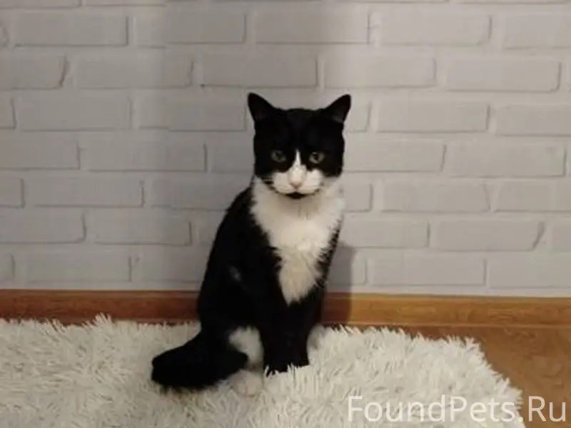 СОС и ХЭЛП!! ПРОПАЛ КОТ!! МОСК...