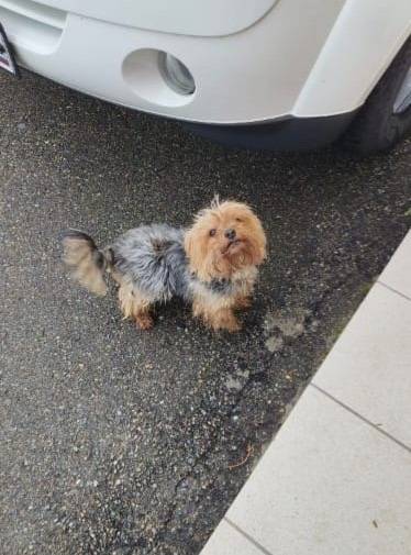 ПРОПАЛА СОБАКА!!! Наш любимый ...