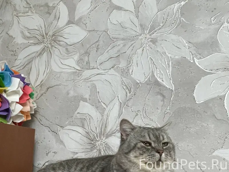 В районе ПМК пропал кот. Дома....