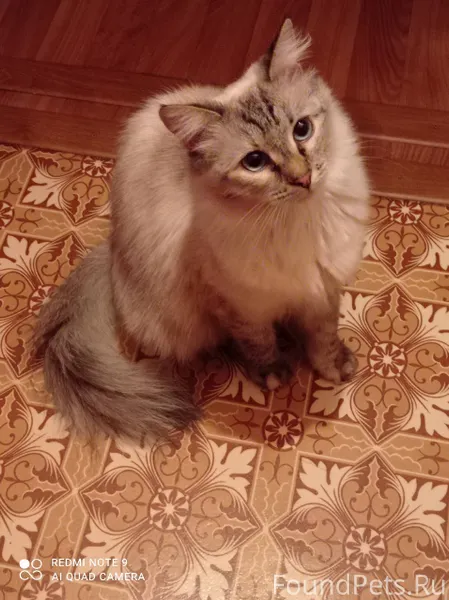 Пропала кошка в районе ул. Сад...